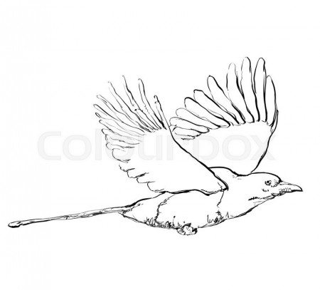 Hand drawn crow in flight. Birds ... | Stock vector | Colourbox