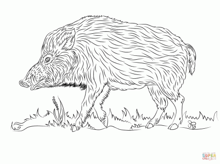 Wild Boar Walks coloring page | Free Printable Coloring Pages