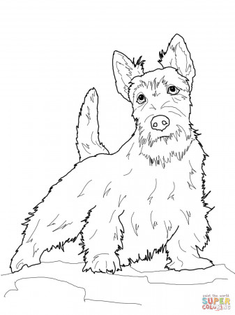 Scottish Terrier coloring page | Free Printable Coloring Pages