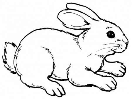 Bunny Coloring Pages For Kids (18 Pictures) - Colorine.net | 27064