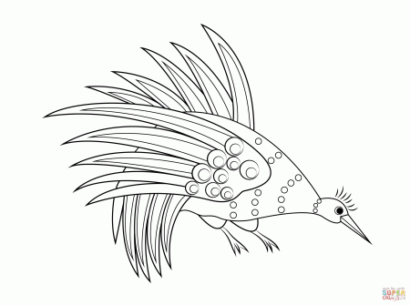 Rainbow Bowerbird Aboriginal Art coloring page | Free Printable Coloring  Pages