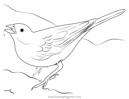 Lark Bunting Bird Drink Water Coloring Page for Kids - Free Buntings  Printable Coloring Pages Online for Kids - ColoringPages101.com | Coloring  Pages for Kids