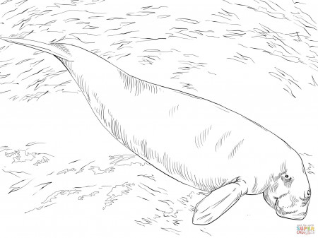 Dugong Sea Cow coloring page | Free Printable Coloring Pages