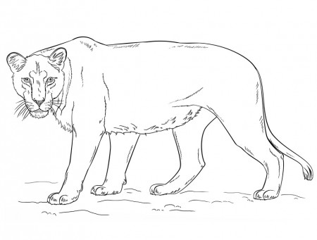 Lioness 1 Coloring Page - Free Printable Coloring Pages for Kids