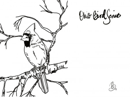 Cardinal - state bird for my Ohio bird series by Tracy D. Brewer on Dribbble