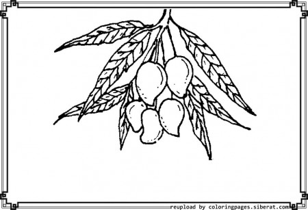 Mango Fruit Coloring Page - Get Coloring Pages