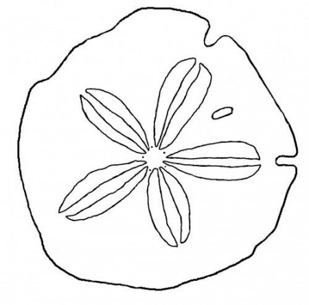 sand dollar coloring page | Sand dollar art, Sand dollar tattoo, Shell  drawing