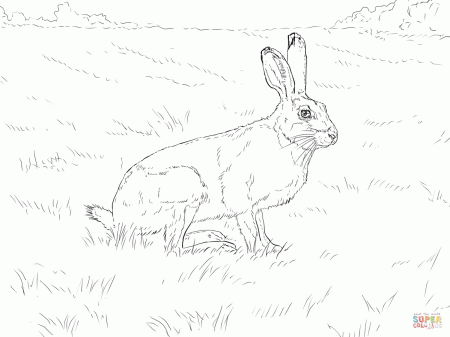 White Tailed Jackrabbit coloring page | Free Printable Coloring Pages