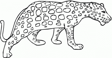 ▷ Cheetah: Coloring Pages & Books - 100% FREE and printable!