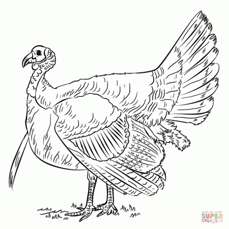 Turkeys coloring pages | Free Coloring Pages