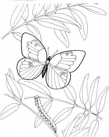 Caterpillar and Butterfly Coloring Page - Free Printable Coloring Pages for  Kids