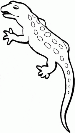 Gecko coloring page - Animals Town - animals color sheet - Gecko printable  coloring