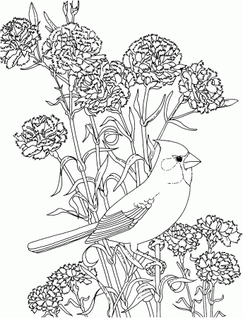Cardinal coloring page | Bird coloring pages, Animal coloring pages,  Coloring pages