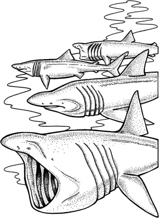 School Of Shark Jaws Coloring Pages : Best Place to Color in 2020 | Shark coloring  pages, Coloring pages, Shark jaws