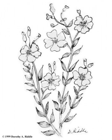 Wildflower Coloring Pages Drawings Sketch Coloring Page | Flower drawing,  Flower sketches, Flower art