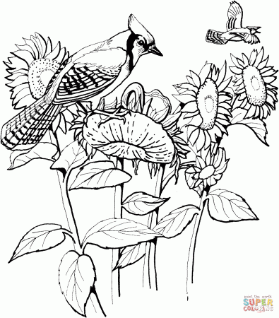 Blue Jay and Sunflowers coloring page | Free Printable Coloring Pages