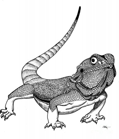printable bearded dragon coloring pages - Clip Art Library