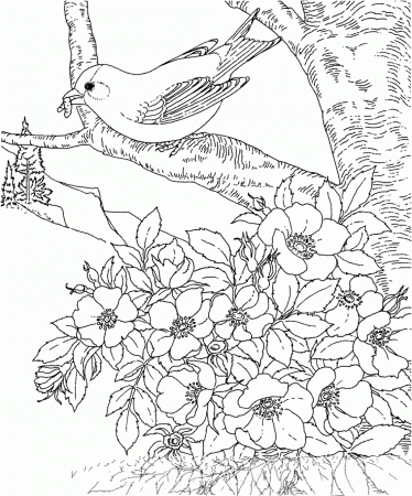 Free Printable Coloring Page Arkansas State Bird And Flower ...