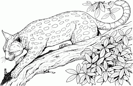 Cheetah Coloring Pages Cub - Colorine.net | #9820
