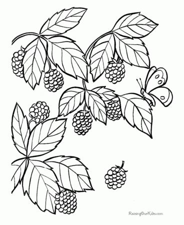 Blackberry coloring pages - Fruit