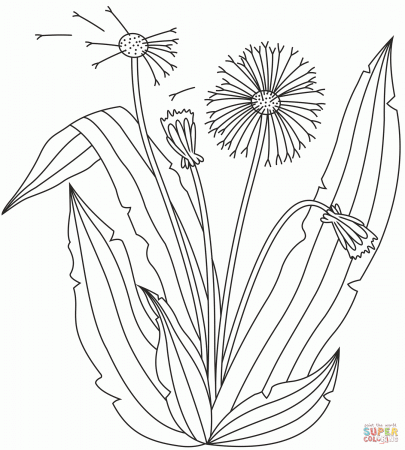 Dandelion coloring page | Free Printable Coloring Pages