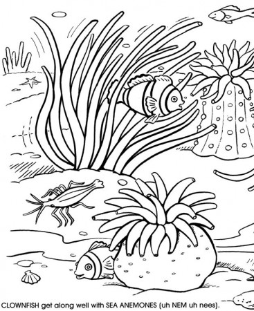 free coral reef coloring pages az coloring pages 5irebpaia. coral ...