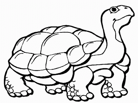 Tortoise Coloring Page - Coloring Pages for Kids and for Adults