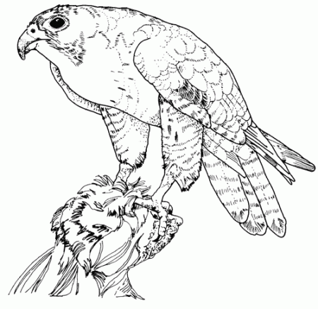 Peregrine falcon coloring pages