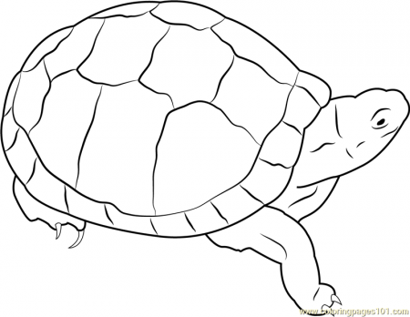 Eastern Box Turtle Coloring Page for Kids - Free Turtles Printable Coloring  Pages Online for Kids - ColoringPages101.com | Coloring Pages for Kids