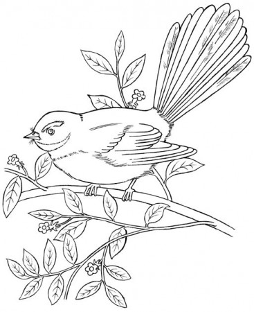 New Zealand native Fantail forest and park bird coloring picture