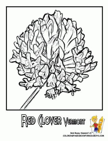 Vermont State Flower Coloring Page | Red Clover | Flower coloring ...