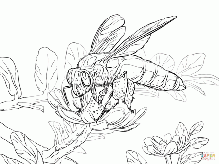 Giant Honey Bee coloring page | Free Printable Coloring Pages