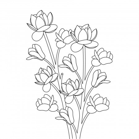 flowers coloring page printing botanical illustration outline design  7746176 Vector Art at Vecteezy