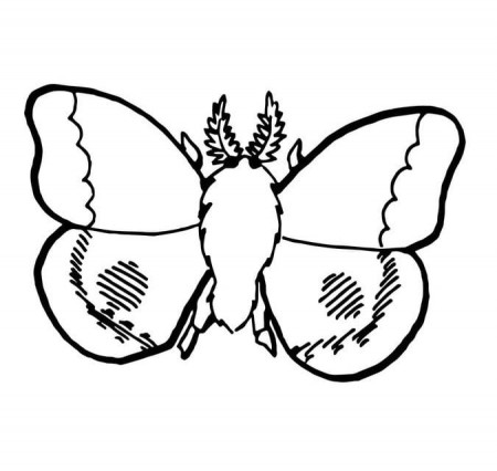 Coloring pages: Moth, printable for kids & adults, free