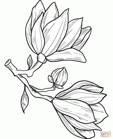 Magnolia Flowers coloring page | Free Printable Coloring Pages