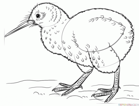 How to draw a kiwi bird | Step by step Drawing tutorials