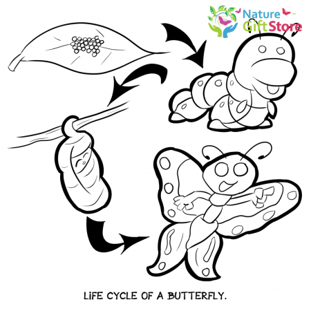Printable Coloring Pages - Nature Gift Store