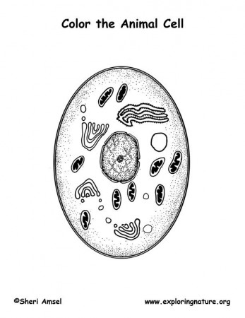 Animal Cell coloring page | Classical Conversations Cycle 1 ...