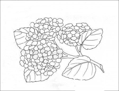 Coloring pages: Hydrangea, printable for kids & adults, free to download