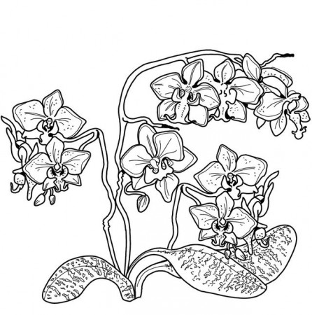 orchid florist coloring page | Coloring pages, Orchid florist, Orchids