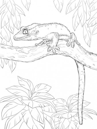 Crested Gecko Coloring Page - Free Printable Coloring Pages for Kids