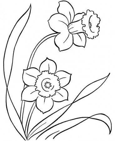 daffodils | Daffodils, Flower Coloring Pages and ...