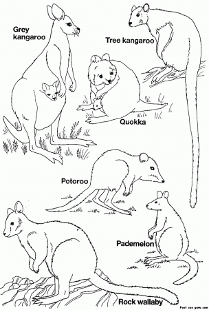 Australian Animal Coloring Sheets - High Quality Coloring Pages