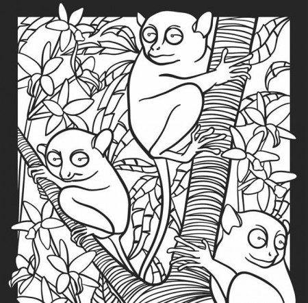 Childhood Education: Nocturnal Animals Coloring Pages Free ...