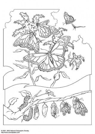Coloring Page monarch butterfly - free printable coloring pages - Img 3066