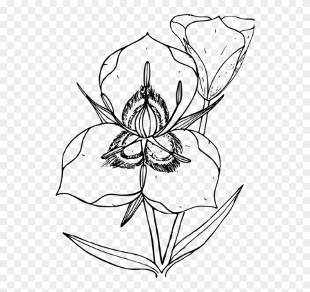 United States Coloring Book State Flower Lily - Utah State Flower Clipart  (#695199) - PinClipart