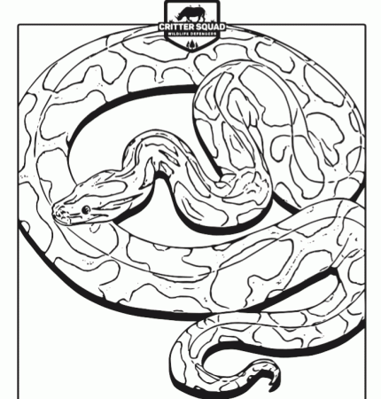 burmese python Archives - C.S.W.D