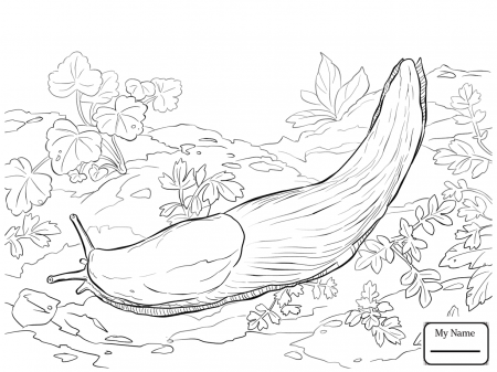 Lettuce Sea Slug coloring page - Free Coloring Library
