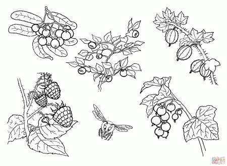 Berries coloring page | Free Printable Coloring Pages
