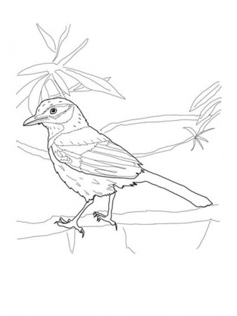 Blue Jay coloring pages. Download and print Blue Jay coloring pages